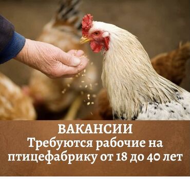 Вакансиялар: Талап кылынат Канаттуу куш багуучу, Төлөм Күн сайын