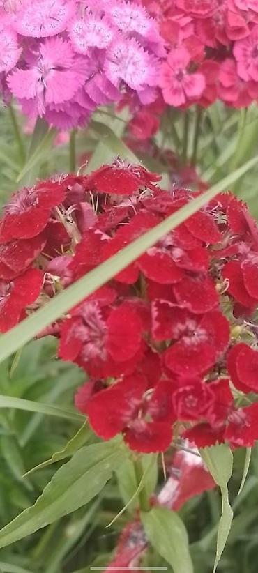 усик клубники: Гвоздика турецкая (Dianthus barbatus), садовые сорта, многоцветные. - — 5