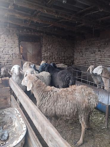 Баран, овца: Продаю | Баран (самец) | Для разведения | Осеменитель — 2