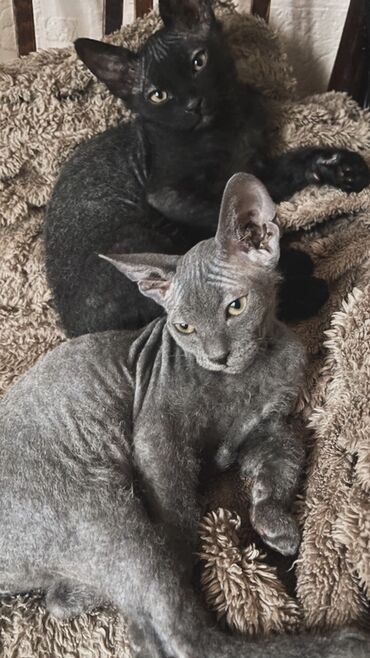 шотландская вислоухая кошка цена бишкек: 2 айлык, Ургаачы