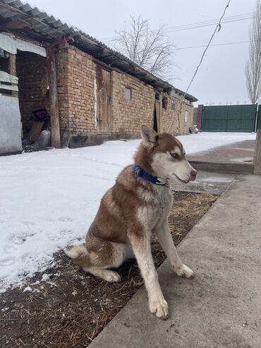 хаски собаки цена: Хаски, 5 месяцев, Самка