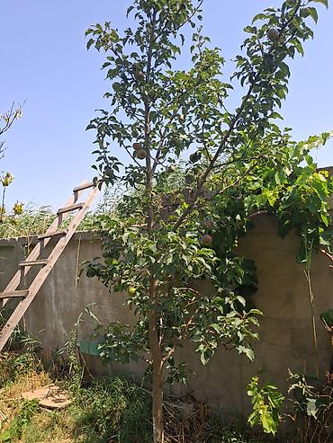 Torpaq: 12 sot, Mülkiyyətçi, Kupça (Çıxarış) — 8