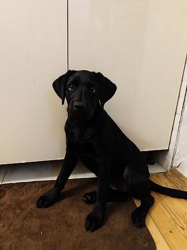 iri buynuzlu: Labrador-retriver, 6 ay, Dişi, Sənədli, Ünvandan götürmə — 2