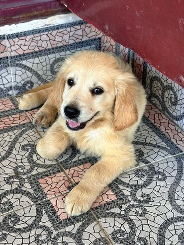 pulsuz sahiblendirilir: Labrador-retriver, 1 ay, Erkek, Peyvəndli, Pulsuz çatdırılma