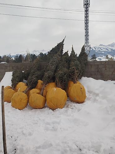 Декоративные деревья: Саженцы деревьев: Ели — 12