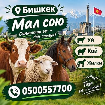 Услуги по забою скота в Бишкеке. Предлагаем профессиональный забой и