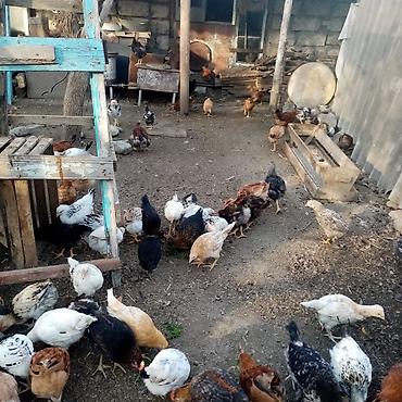 Toyuqlar: Toyuq, Damazlıq — 11