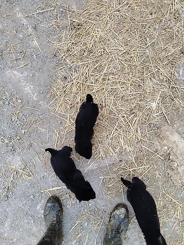 İtlər: Nemes afçarka sı 2 ədəd erkək — 9