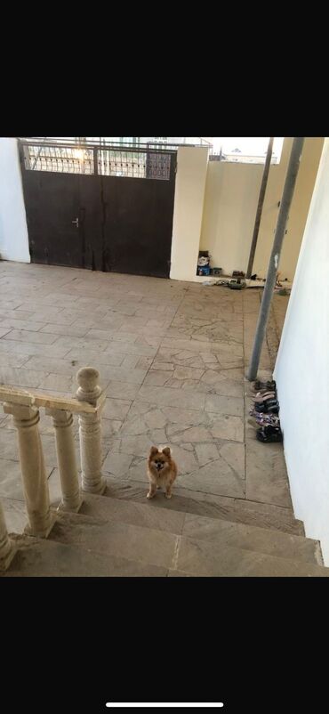 Uzunmüddətli kirayə evlər: 120 kv. m, 3 otaqlı, Qaz, İşıq, Su — 27