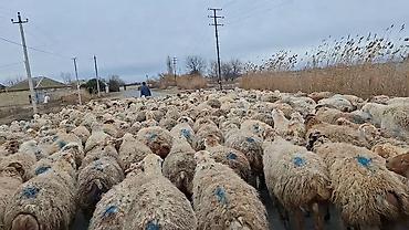 Qoyunlar, qoçlar: 550 baş qaradolaq sortu satlır qiymet elaqe saxla — 6