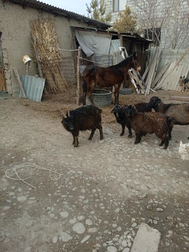 Козы, козлы: Продаю | Козлёнок | Для разведения at lalafo.kg — 8 Козы, козлы: Продаю | Козлёнок | Для разведения — 8