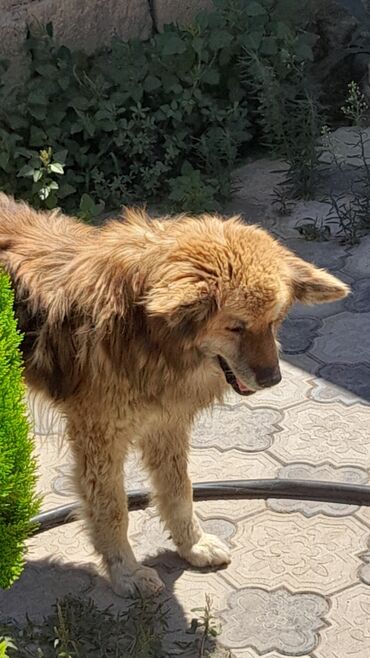 golden itlerin qiymeti: Алабай, 8 лет, Самец, С прививками, Самовывоз