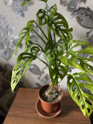 Фикусы: Продаю комнатные цветы, выращенные с душой, ухоженные и здоровые. В — 10
