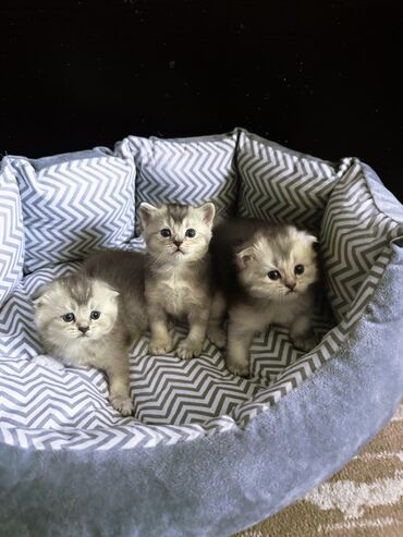 шотландская мраморная кошка: Скотиш Фолд (Шотландская вислоухая), 1 месяц, Мальчик, Приучена к лотку