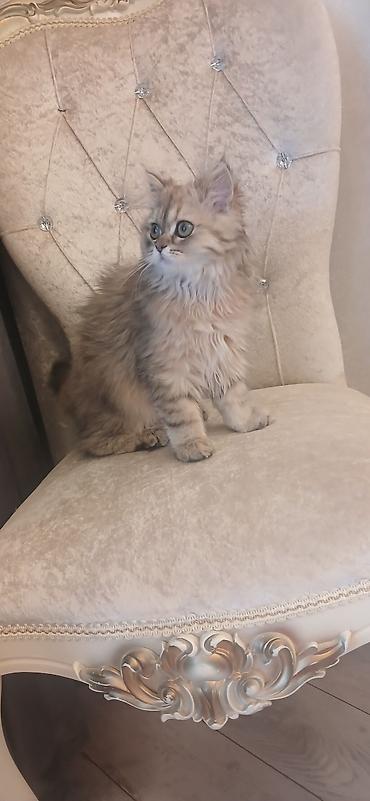 Pişiklər: Britan, Dişi, Ünvandan götürmə — 2