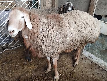 Баран, овца: Продаю | Овца (самка) | Для разведения | Матка — 4
