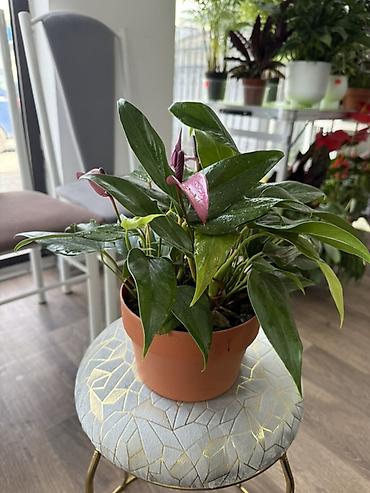 Антуриумы: Антуриум (Anthurium) в горшке - Компактный куст с плотными глянцевыми — 3
