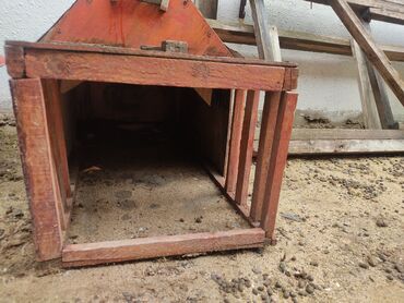 Yuvalar: It yuvasi bir ededi 20 az -da lalafo.az — 3 Yuvalar: It yuvasi bir ededi 20 az — 3