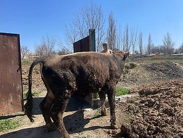 Коровы, быки: Продаю | Бык (самец) | На откорм | Племенные at lalafo.kg — 7 Коровы, быки: Продаю | Бык (самец) | На откорм | Племенные — 7