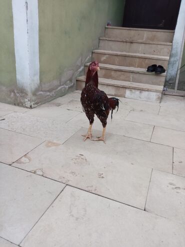 Xoruzlar: Salam qiymət 40 manatdan basdyir 70 4 dənə xoruz 11 ayliqdi biri 1 — 9