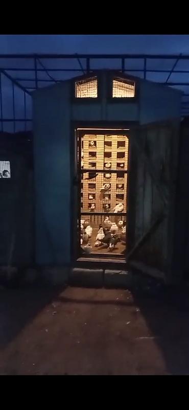 Göyərçinlər: Quş damılar satılır — 2