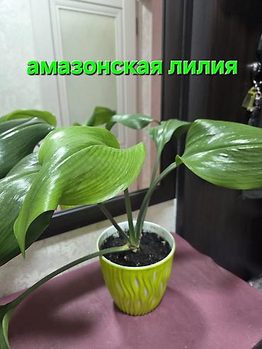 Монстеры: Монстера делициоза (Monstera deliciosa) в горшке - Эффектное — 30