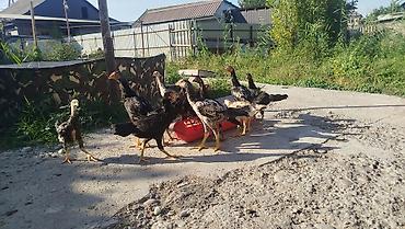 Айыл-чарба жаныбарлары: Сатам | Балапандар | Көбөйтүү үчүн — 2