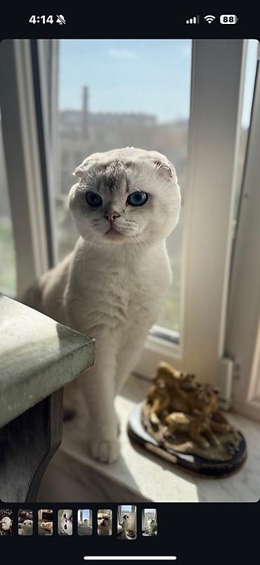 Pişiklər: Şotland yastı qulaq, Erkək, Cütləşmə üçün, Ünvandan götürmə — 2