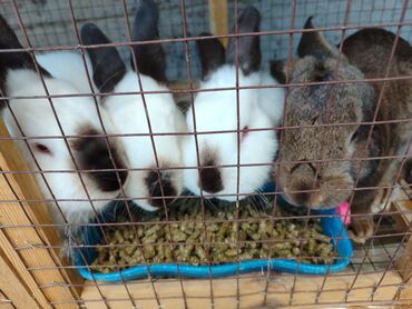 продаю ягнята: Продаю | Крольчиха (самка), Кролик самец | Серый великан, Калифорнийская