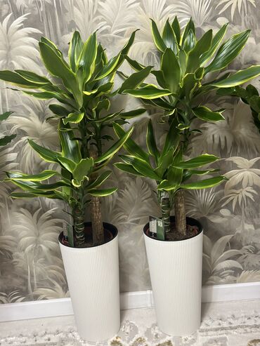 все для дома и сада: 📌 Драцена (Dracaena Fragrans) — декоративное комнатное растение ▪️