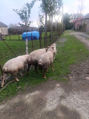 Gəmiricilər: 🌿 Lənkəranda böyüyən təmiz quzular 🐏 Satışa çıxarılıb 💚 Tək-təkdə — 4
