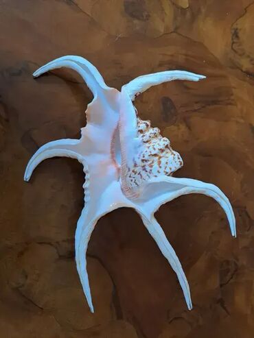 Akvariumi: Tri velike, izuzetno lepe skoljke. Dimenzija i cena: 30x23cm 4000din — 11