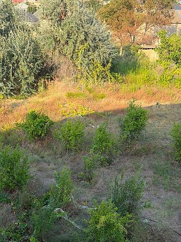 şabran torpaq: 7 sot, Kənd təsərrüfatı, Kupça (Çıxarış) — 2