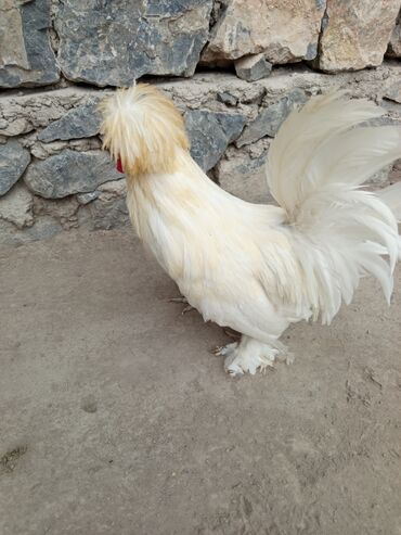 Gəmiricilər: Ağ papaq xoruz 🐓 satılır . Orginal Ünvan Şərur rayonu əlaqə telefonu