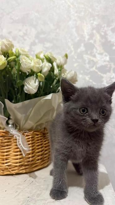 кошка майкун: Шотландский короткошерстный котёнок, окрас сплошной голубой (blue) — 2