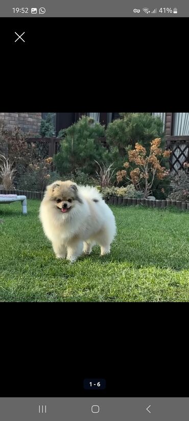 Продажа собак: Шпиц, 3 месяца, Самец, С прививкой, С родословной — 12