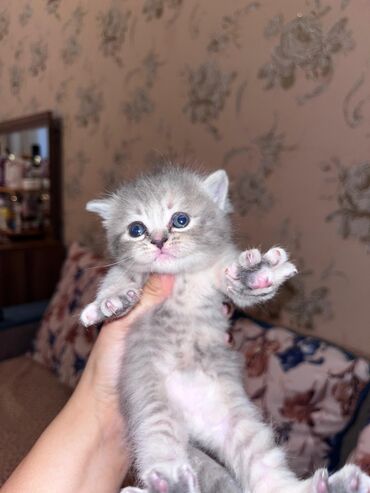 Pişiklər: Şotland yastı qulaq, Erkək, Dişi, Yaxşı əllərə, Ünvandan götürmə, Ödənişli çatdırılma, Rayonlara çatdırılma — 9