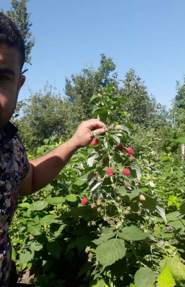 İçkilər: Məhsul: Təzə bağ moruğu (qırmızı) Təsvir: - Ev bağı şəraitində