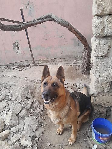 İtlər: Alman çoban iti, 3 il, Dişi, Ünvandan götürmə — 5