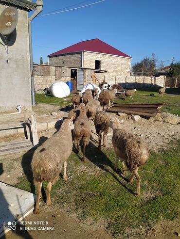 Mal-qara: Qoca bogaz qoyunlar kim istese elaqe saxlaya biler