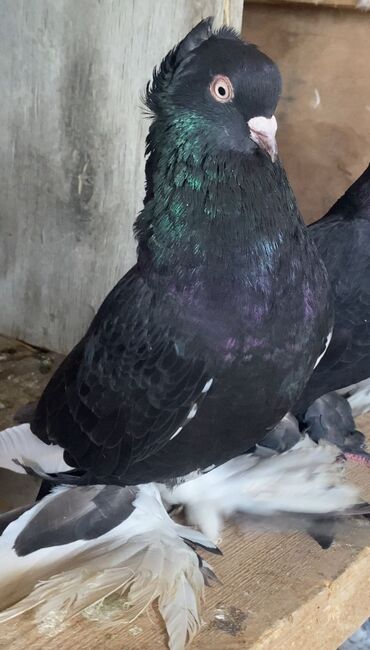 Quşlar: Ayağı lələkli iki erkəydi. tək tək satılmır. iksi biryerdə 40 AZN lalafo.az -da Quşlar: Ayağı lələkli iki erkəydi. tək tək satılmır. iksi biryerdə 40 AZN