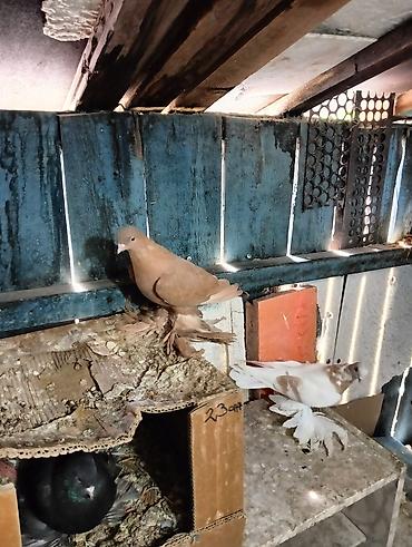 Птицы: Продаю молодых голубей 1 шт стоит пятьсот сом окончательно родители — 18