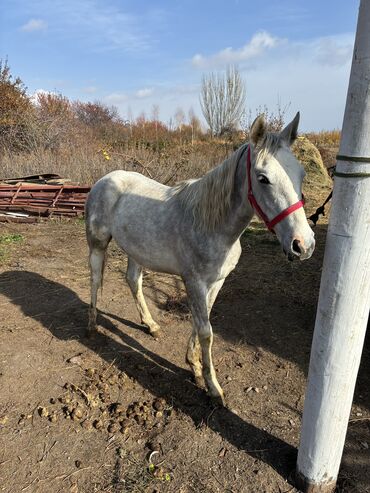 Лошади, кони: Продаю | Жеребец | Конный спорт — 13