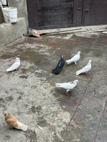 göyərçin yuvaları: Tutuma qusdardi unvan sabuncu