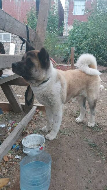 it satişi: Akita-inu, 1 il, Erkek, Ödənişli çatdırılma