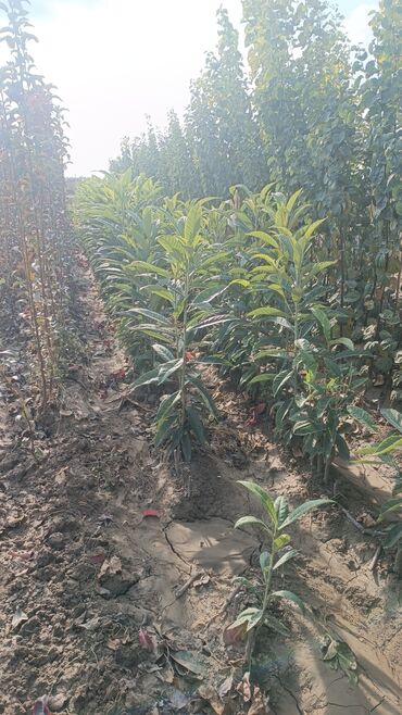 Ağaclar: Yalnız bizim təsərfatimizda bölgələrə uyğun olaraq ağacların kok — 17