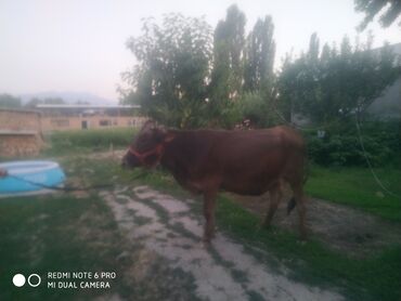 продажа щенков немецкой овчарки в бишкеке с документами: Биринчи туут кунажын сатылат музоосу менен музоосу ургачы баасы