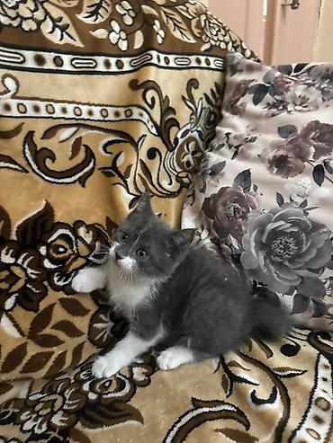Отдам даром кошку: Отдам в добрые руки ласковых котят, светлый мальчик,серая девочка — 2