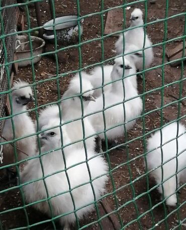 купить декоративных курей: Продаю | Петух, Куры