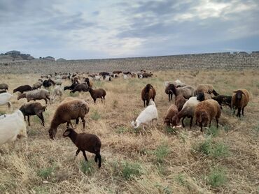 cins ineklerin satisi: Erkək, Alpine, Hələb, Zanen, il: 1, 15 kq, Damazlıq, Südlük, Ətlik, Ünvandan götürmə